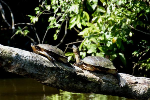 punta uva river turtles nature 